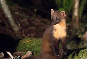 marten cruickshanks polecat